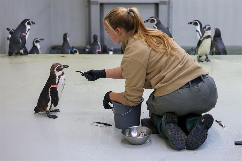 Humboldtpinguine gehören zu den Bewohnern der neuen Erlebniswelt „Feuerland“.Jan Woitas/dpa