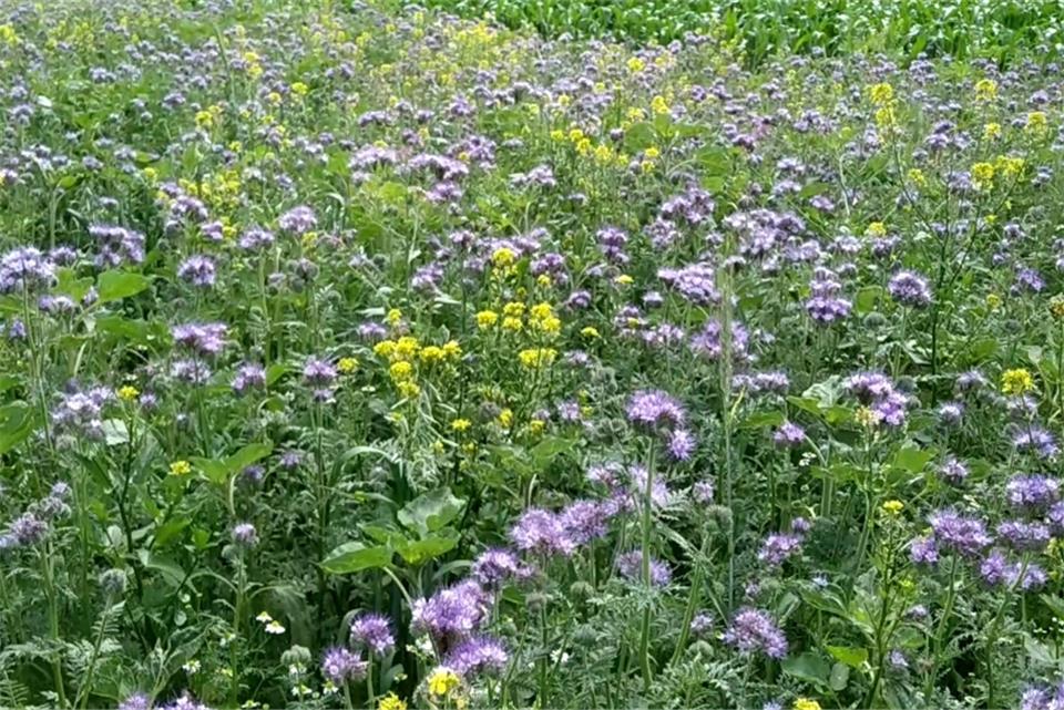 Hummel, Biene und Co. sollen hier Nahrung finden.