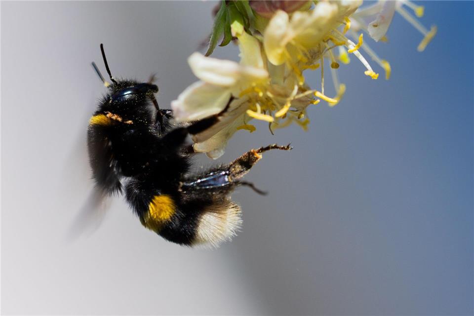 Hummeln gehören zu den ersten Insekten, die im Frühling aus ihren Winterquartieren krabbeln.Rolf Vennenbernd/dpa/dpa-tmn