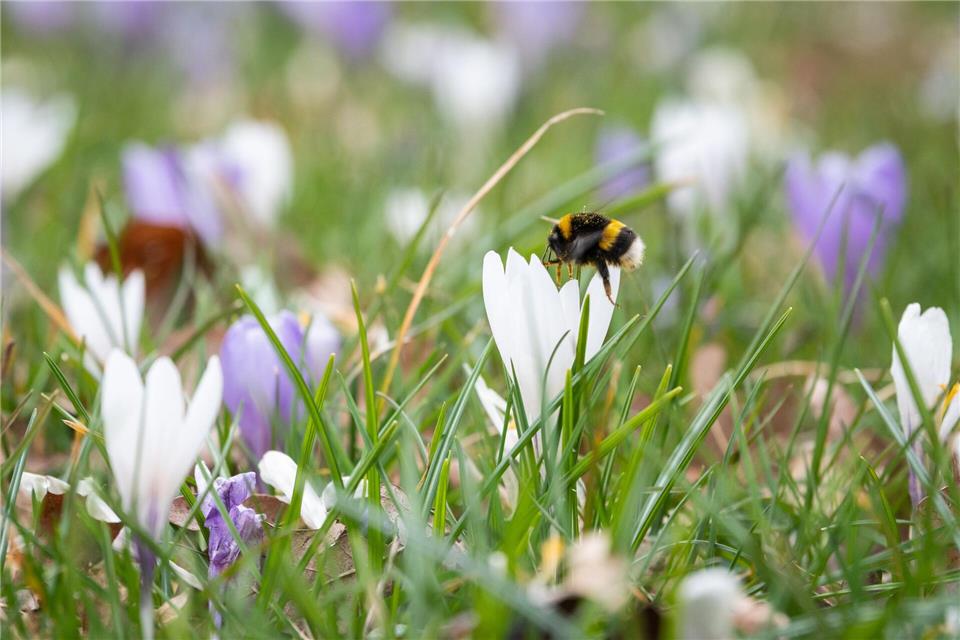 Hummeln gehören zu den wichtigsten Bestäubern – viele Arten sind jedoch selten geworden in Sachsen-Anhalt. (Archivbild) Christian Modla/dpa-Zentralbild/dpa