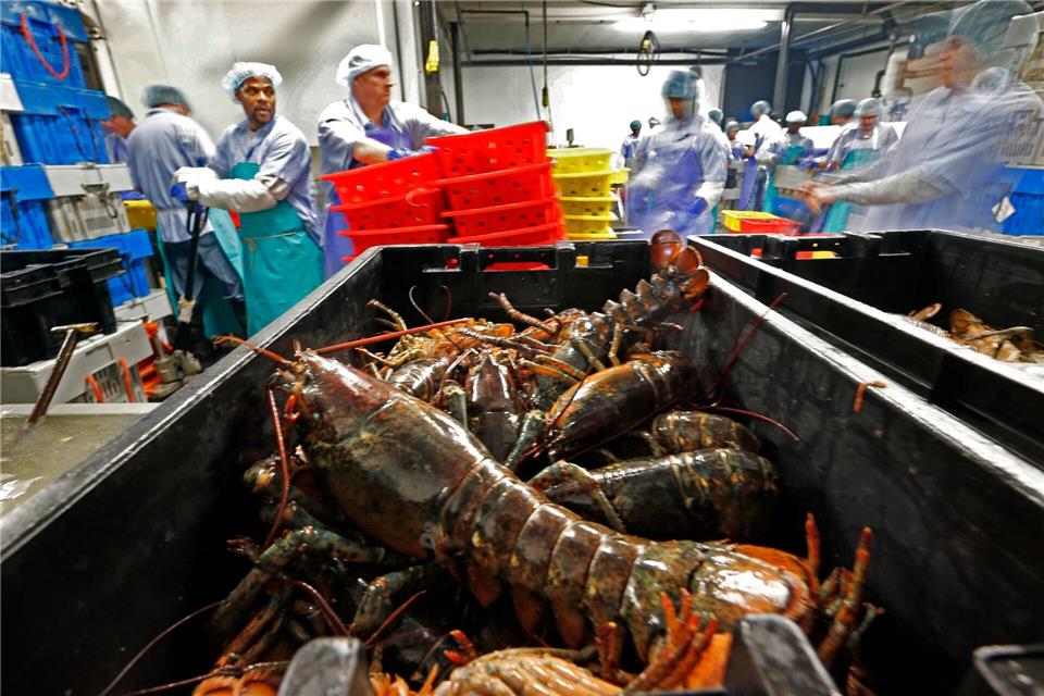 Hummer und gefrorene Hummererzeugnisse mit Ursprung in den Vereinigten Staaten dürfen künftig zollfrei in die EU importiert werden. (Archivbild)Robert F. Bukaty/AP/dpa