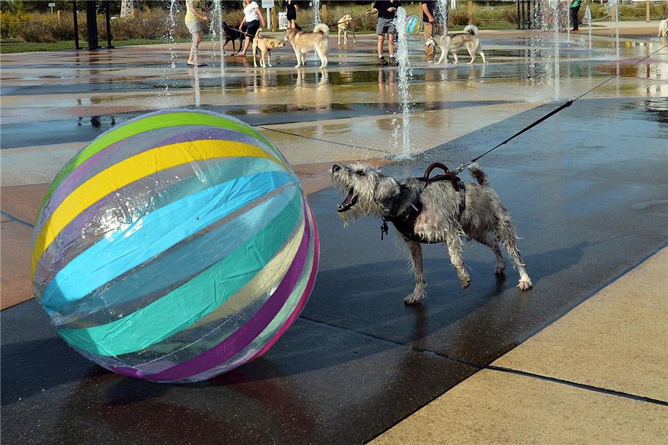 Hund „Seamus“ bellt Ball an - Hundetag am SpringbrunnenDon Campbell/The Herald-Palladium/AP/dpa