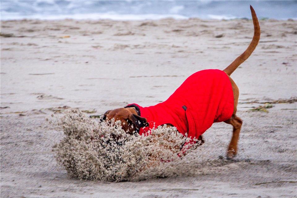 Hund am OsteestrandJens Büttner/dpa