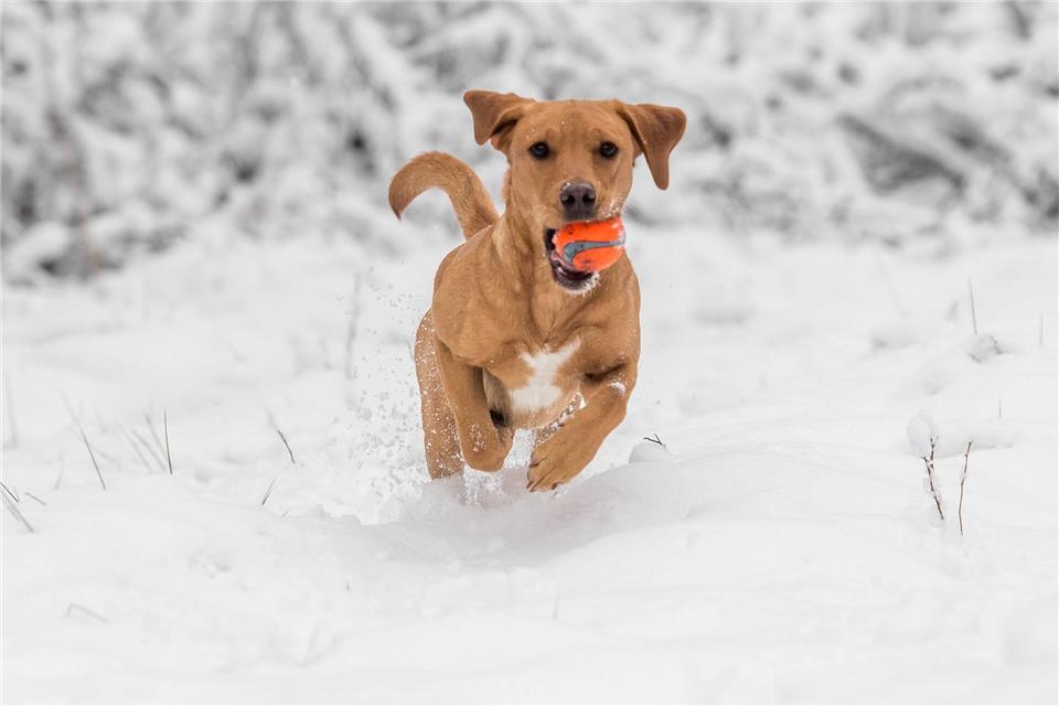 Hund haben ist Herzenssache, kein Steuersparmodell. Nur in bestimmten Fällen erkennt das Finanzamt Ausgaben für den Vierbeiner an.picture alliance / dpa-tmn