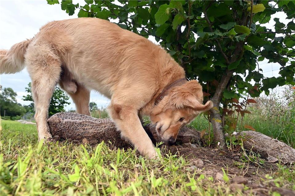 Hunde bekommen bei der Trüffelernte zum Einsatz - hier ist ein Golden Retriever Trüffelspürhund in Baden-Württemberg. (Archivbild) Uli Deck/dpa