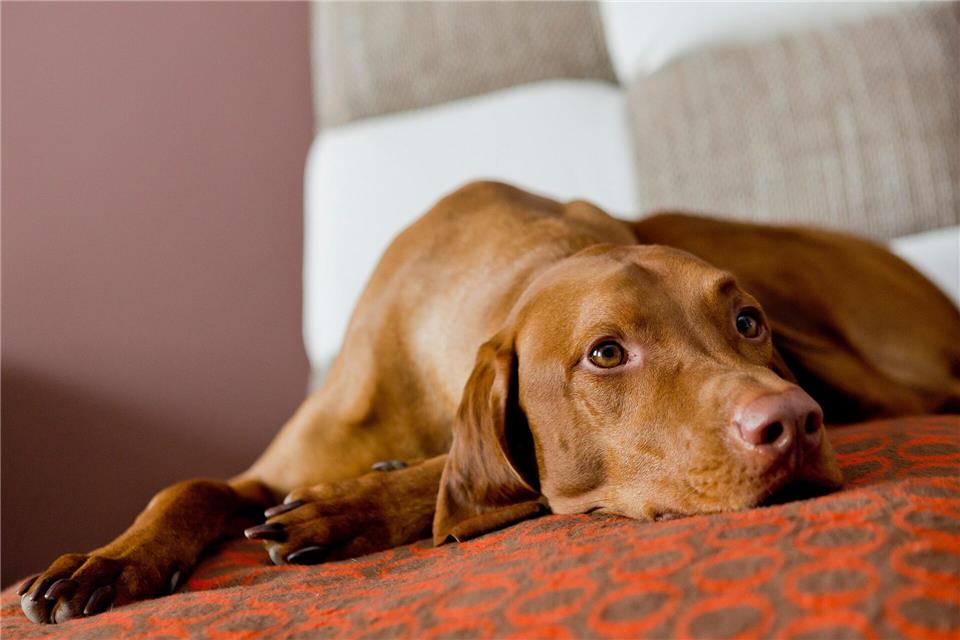 Hunde brauchen an heißen Tagen kühle Rückzugsorte.Monique Wüstenhagen/dpa-tmn