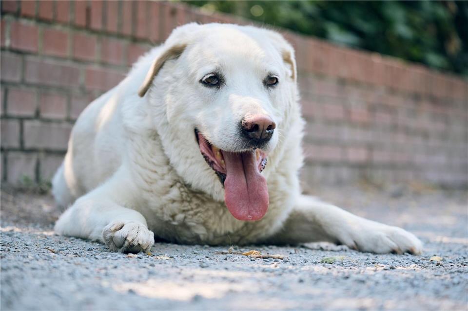 Hunde brauchen bei der Hitze besonders viel Wasser, schattige Orte und manchmal auch Sonnencreme. (Symbolbild)Bernd Thissen/dpa