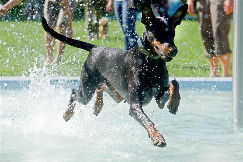 Hunde der Dobermann-Rasse können ganz schön groß werden. (Symbolbild)Stefan Puchner/dpa