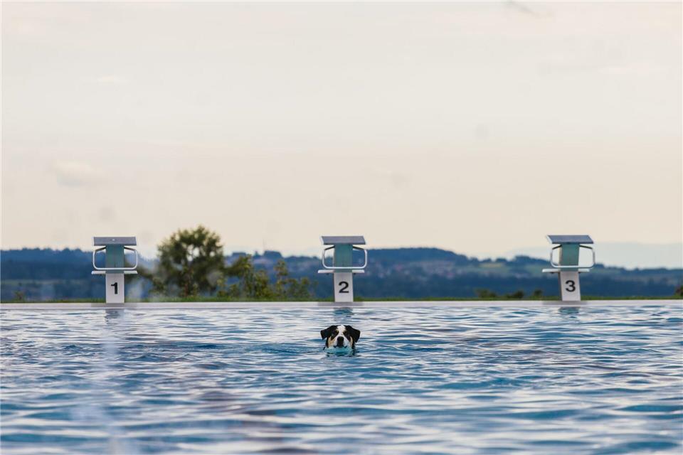 Hunde im Becker - Saisonende im FreibadPhilipp von Ditfurth/dpa