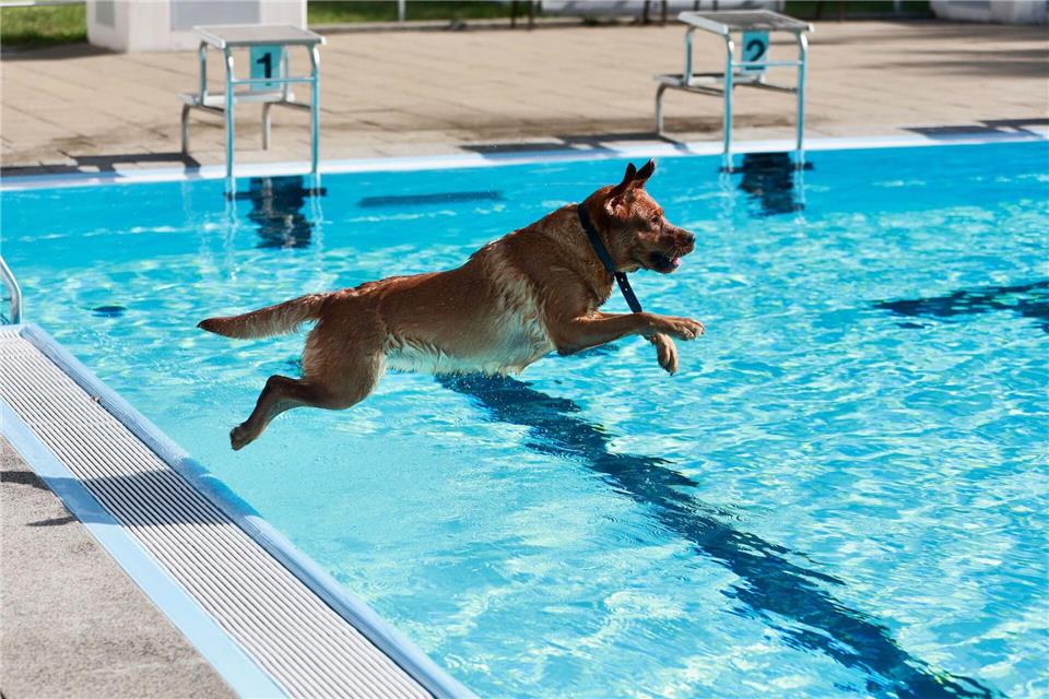 Hunde planschen im Ilse-Strandbad in Wasserleben beim traditionellen Hundeschwimmen zum SaisonendeMatthias Bein/dpa