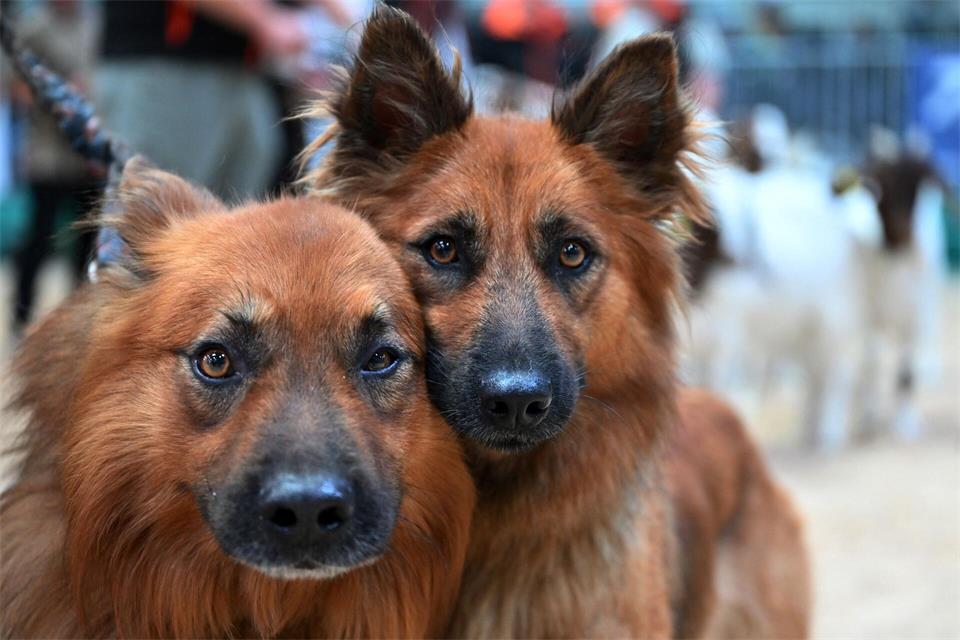 Hundeblick: Altdeutsche Hütehunde auf der Landwirtschaftsmesse „Grüne Tage Thüringen“ in Erfurt. Martin Schutt/dpa