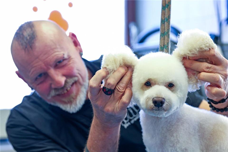 Hundefriseur Michael Kleine präsentiert die neue Frisur von Zwergpudel Jordy.Matthias Bein/dpa