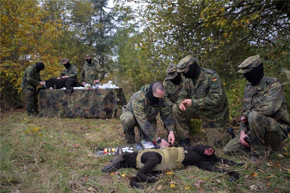 Hundeführer und Hund verstehen sich als Team.Federico Gambarini/dpa