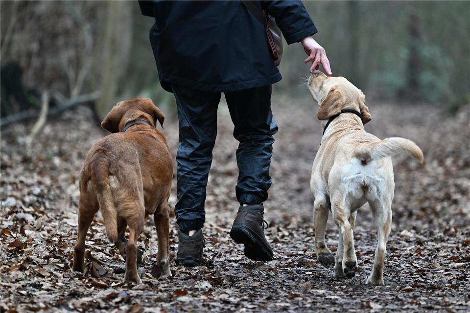 Hundehalte sollen ihre Vierbeiner an der Leine führen. (Archivbild)Arne Dedert/dpa/dpa-tmn