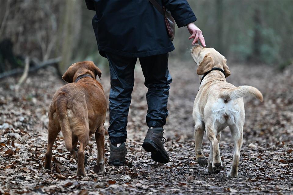 Hundehalte sollen ihre Vierbeiner an der Leine führen. (Archivbild)Arne Dedert/dpa/dpa-tmn