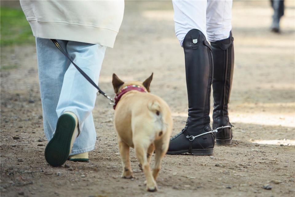 Hundehalter in Hamburg sollen künftig 120 Euro im Jahr zahlen. (Archivbild) Gregor Fischer/dpa