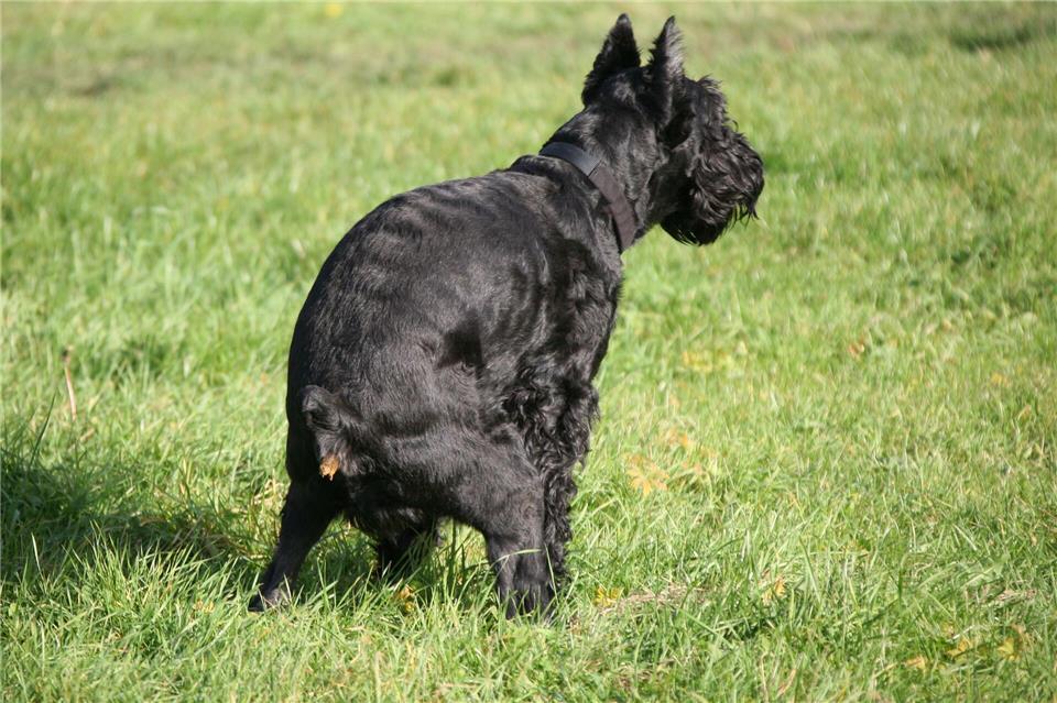 Hundekot nervt (Archivbild)Ralf Hirschberger/dpa-Zentralbild/dpa