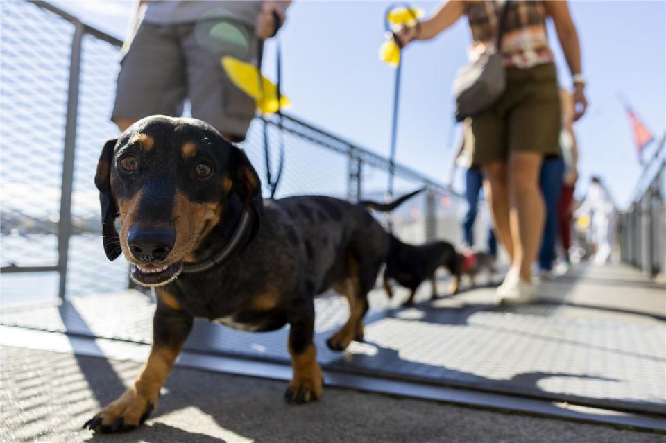 Hundepinkeln ohne Nachspülen kann in Chiasso bald teuer werden. (Symbolbild) Salvatore Di Nolfi/KEYSTONE/dpa