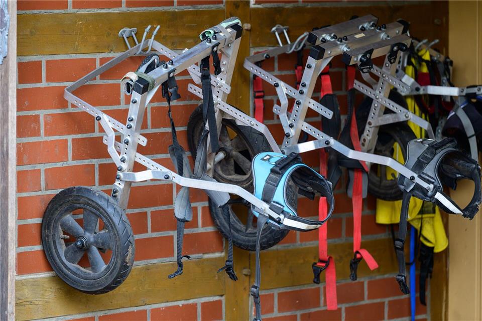 Hunderollstühle hängen auf dem „De Hun’nenhoff“ an einer Wand.Philipp Schulze/dpa