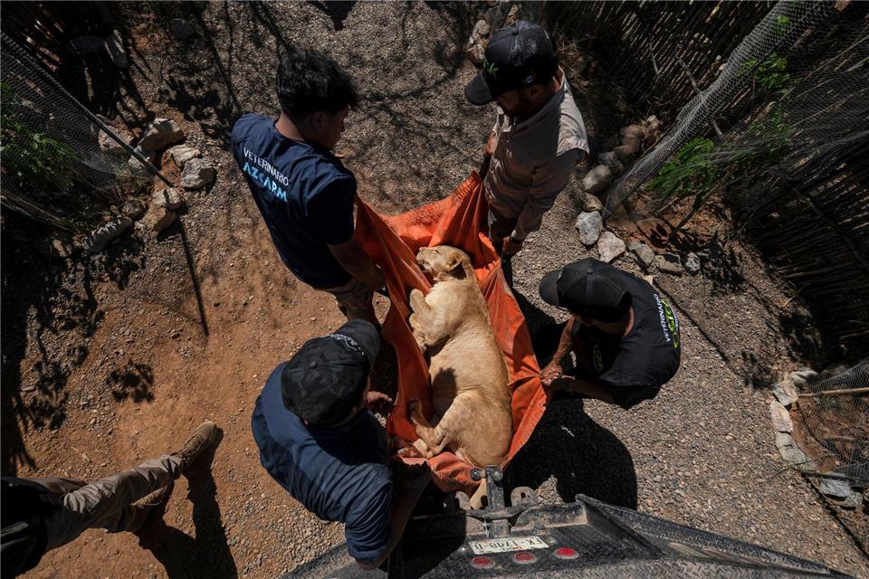 700 Wildtiere ziehen wegen Gewalt in Mexiko um Hunderte Löwen, Elefanten und Tiger bekommen in der Stadt Mazatlán ein neues Zuhause.Felix Marquez/AP/dpa