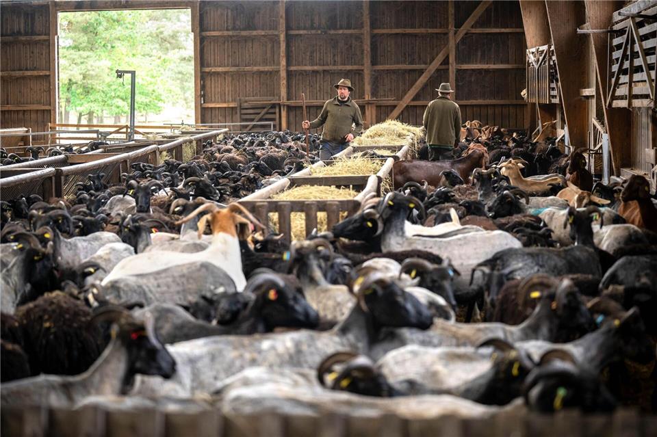 Hunderte Tiere müssen innerhalb kurzer Zeit geschoren werden. Sina Schuldt/dpa
