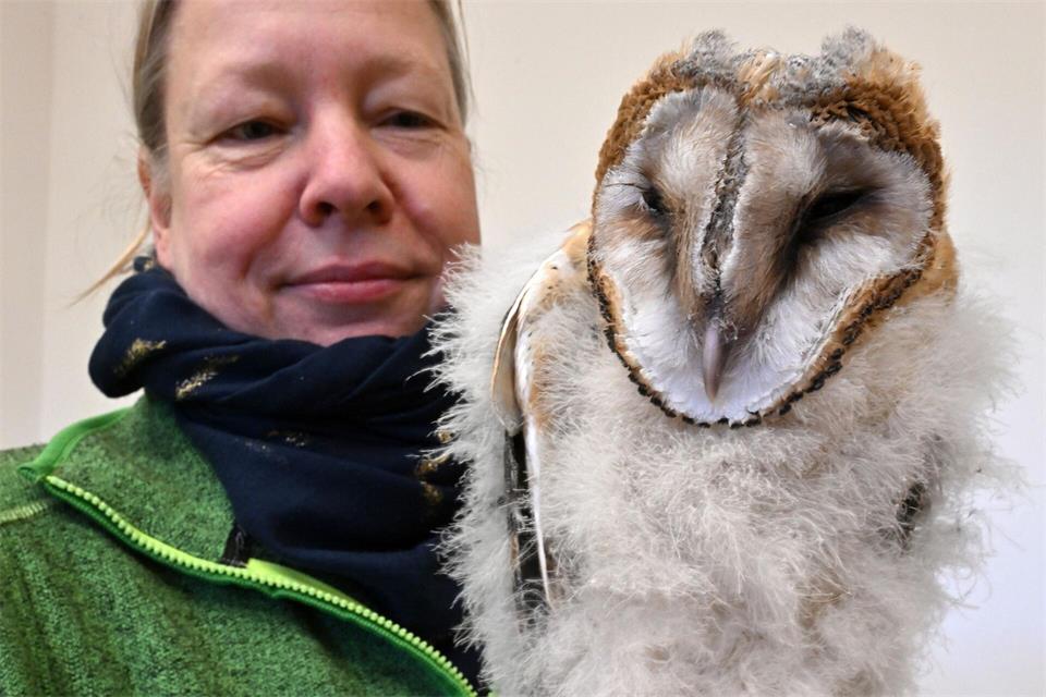 Hunderte Wildtiere - wie diese junge Schleiereule - landen jährlich in der Auffang- und Pflegestation der Staatlichen Vogelschutzwarte Seebach. Juliane Balmer koordiniert die Station.Martin Schutt/dpa