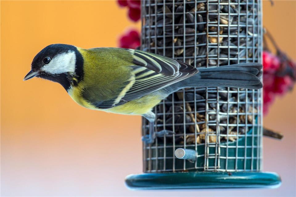 Hunger? Meisen und Co. freuen sich im Winter über Unterstützung bei der Futtersuche.Patrick Pleul/dpa/dpa-tmn
