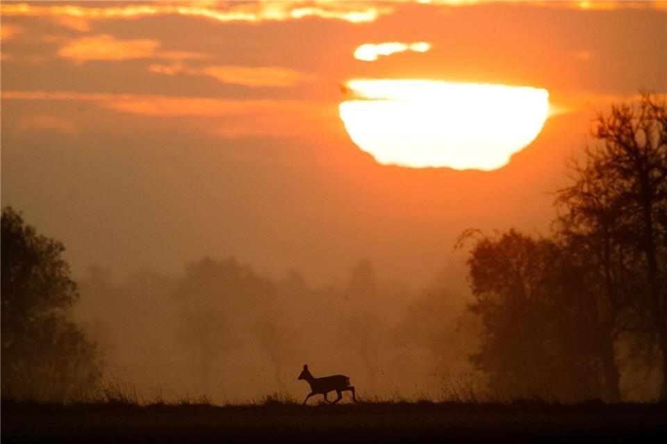 Idylle im Herbst? Gewiss, aber durch die Zeitumstellung erhöht sich auch das Unfallrisiko durch Wildwechsel.picture alliance/dpa