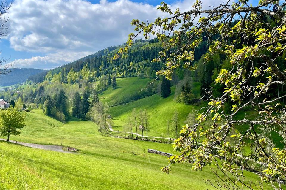 Idyllischer Nordschwarzwald: die Landschaft bei Baiersbronn.Bernhard Krieger/dpa-tmn