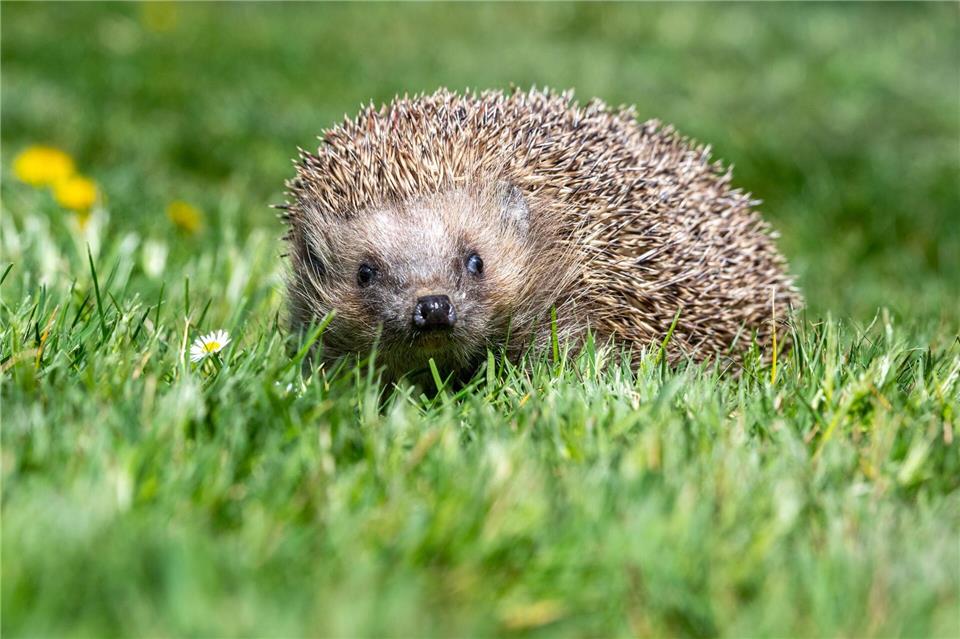 Ihr Lebensraum schwindet, außerdem bedroht sie der messerscharfe tödliche Trend zum Mähroboter: Igel sind in Gefahr. (Archivbild)Armin Weigel/dpa