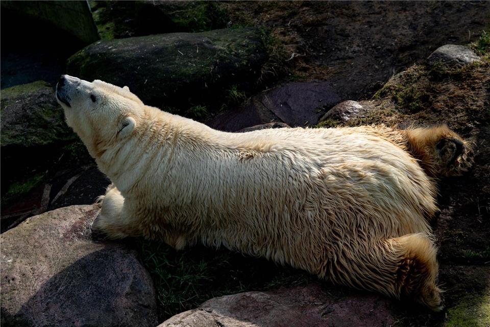„Ihr Tod hinterlässt eine große Lücke“, betont der Tierpark. (Archiv)Axel Heimken/dpa