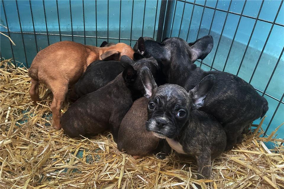 Im Advent boomt der illegale Welpenhandel laut dem bayerischen Landesverband des Deutschen Tierschutzbunds. (Archivbild)Paul Zinken/dpa/dpa-tmn