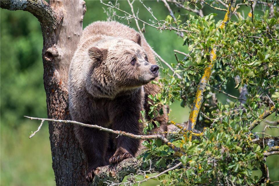 Im Allgäu könnte wieder ein Braunbär unterwegs sein. (Symbolbild)Lino Mirgeler/dpa