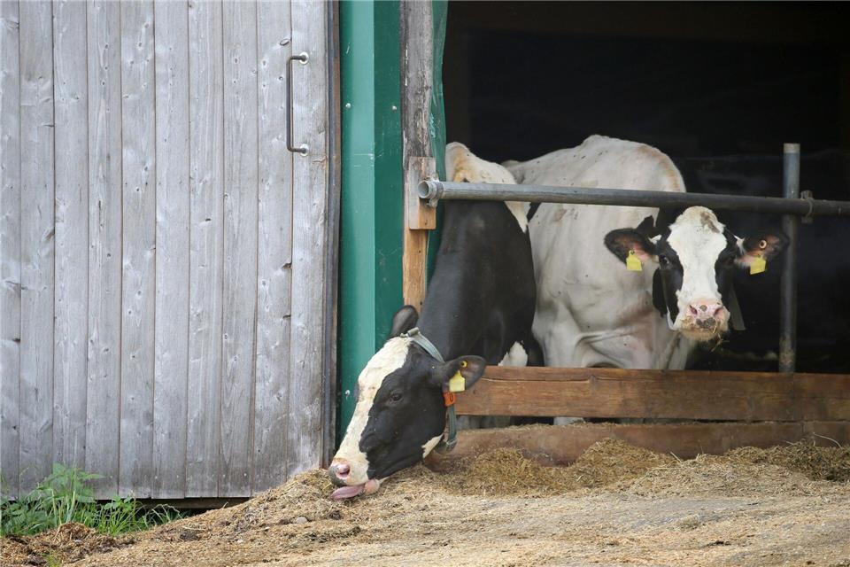 Im Allgäuer Tierschutzskandal stehen zum zweiten Mal Landwirte eines großen Milchviehbetriebs vor Gericht. (Symbolbild)Karl-Josef Hildenbrand/dpa