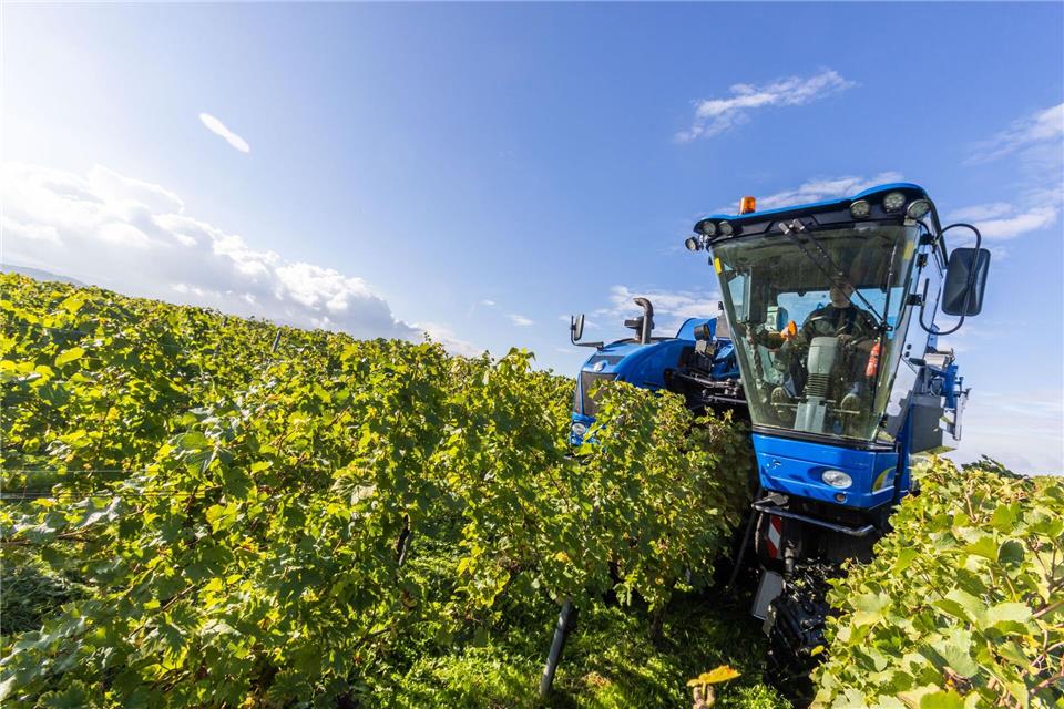 Hauk plant Pflichtabgabe für Winzer Im Anbaugebiet Baden läuft die Weinlese (Foto-Archiv)Philipp von Ditfurth/dpa