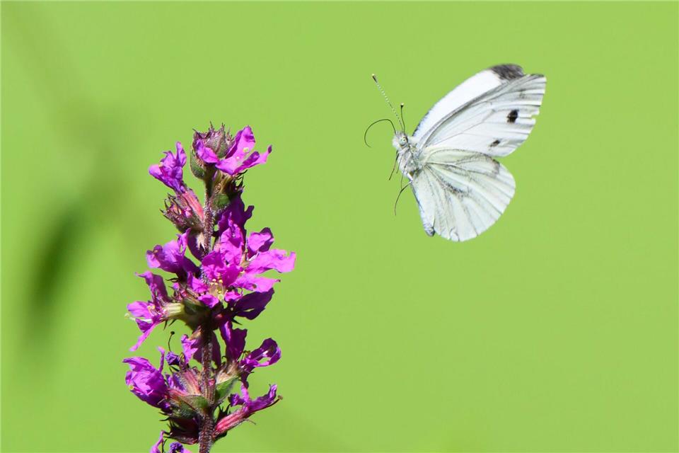 Im Anflug: Der Kohlweißling nutzt den Blut-Weiderich als Nektarquelle.Julian Stratenschulte/dpa/dpa-tmn