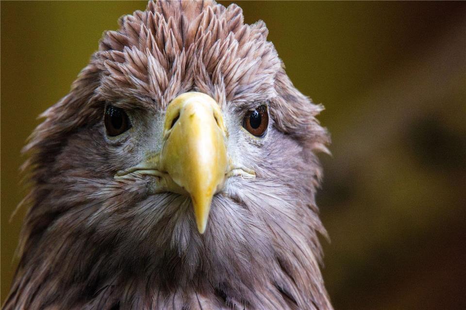 Im Angesicht des Greifvogels: Einen Seeadler zu sichten, ist durch die wachsende Zahl der Brutpaare auf Usedom wahrscheinlicher geworden - eine Garantie gibt es aber nicht.picture alliance/dpa