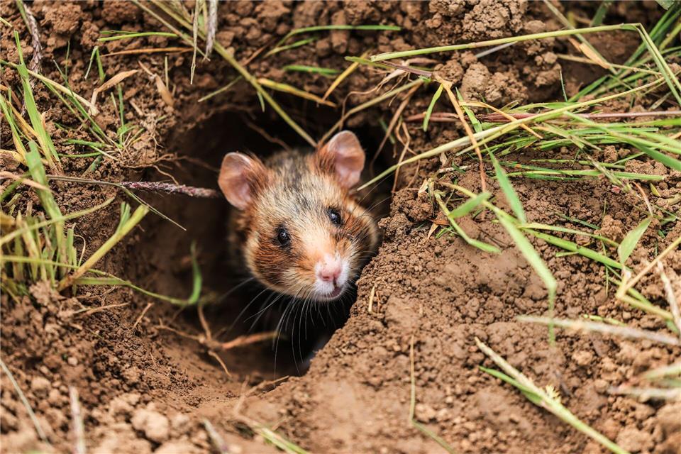 Im April verlassen die Feldhamster auf dem Acker ihren Bau. Nach der Winterruhe beginnt für sie die Paarungszeit.Oliver Berg/dpa/dpa-tmn