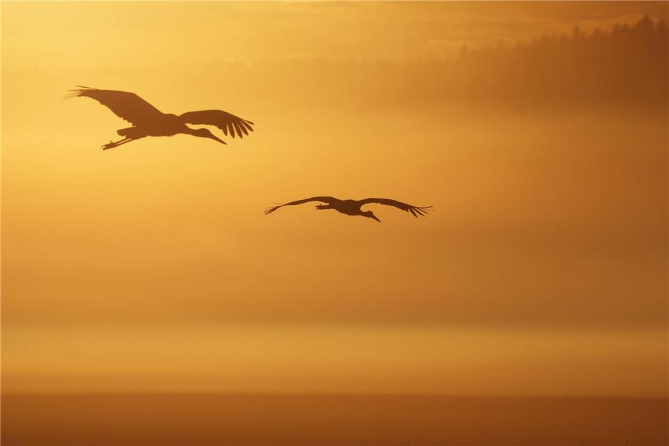 Im August machen sich viele Störche auf ins Winterquartier. (Archivbild)Thomas Warnack/dpa