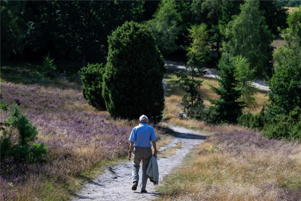 Im August werden viele Urlauber zur Heideblüte erwartet. (Archivbild)Philipp Schulze/dpa