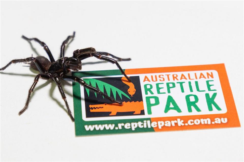 Im Australian Reptile Park werden die Männchen zur Herstellung eines Gegengifts gemolken.Caitlin Vine/Australian Reptile Park/dpa