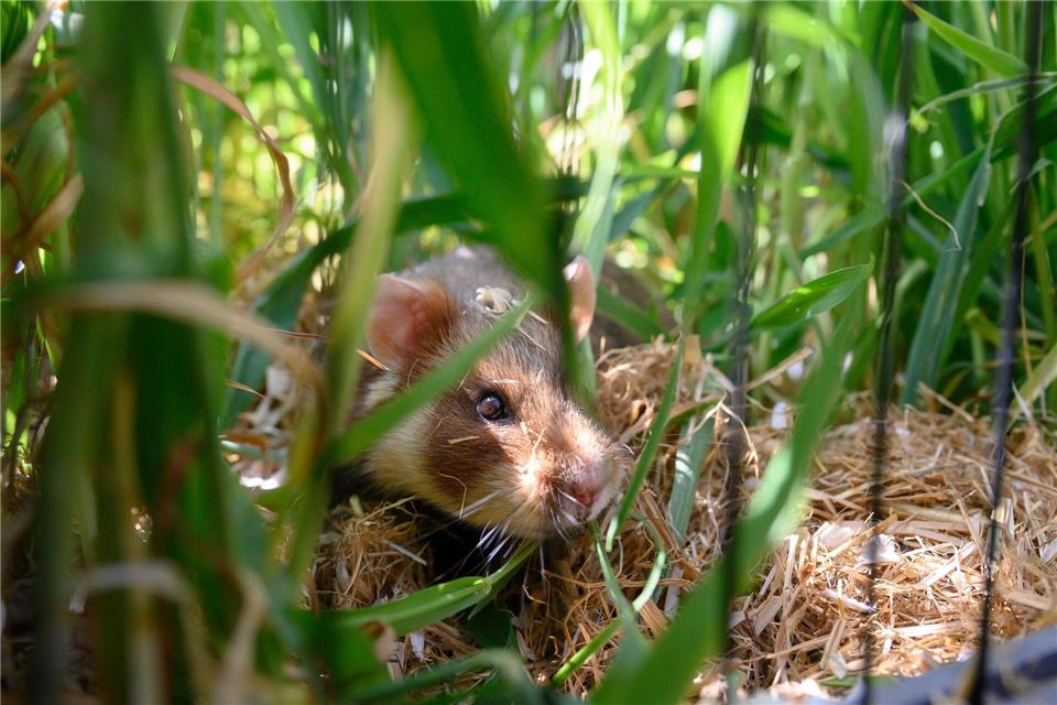Bedrohte Feldhamster in Göttingen ausgewildert  Im Auswilderungsgebiet in Göttingen leben derzeit schätzungsweise um die 30 Tiere.Swen Pförtner/dpa