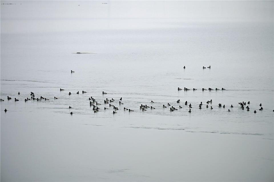 Im Bereich des Sees wurden Ende Oktober zahlreiche tote Vögel gefunden.Malin Wunderlich/dpa