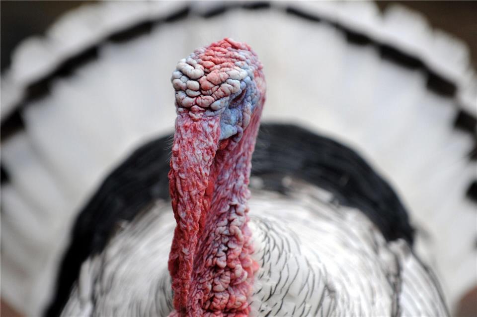 Im Bergzoo Halle wurde ein eigener Truthahn getötet und verfüttert. (Symbolbild)picture alliance / dpa
