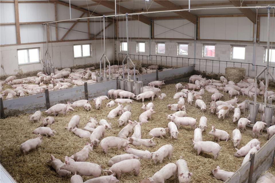 Im Betrieb der Familie Sicking in Reken werden auch Schweine gemästet, deren Fleisch an Großunternehmen geliefert wird.