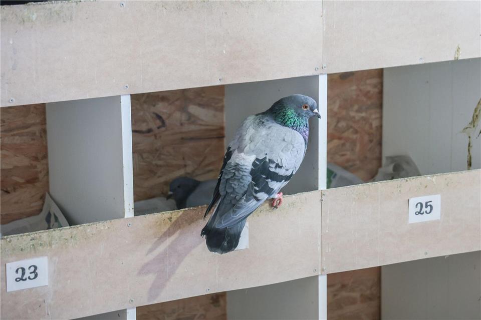 Im Bremer Taubenhaus werden die Eier der Tauben unauffällig gegen Gipseier ausgetauscht. Focke Strangmann/dpa