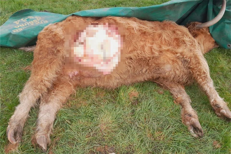 Im Dämmerwald in Schermbeck ist ein totes Rind aufgefunden worden. 