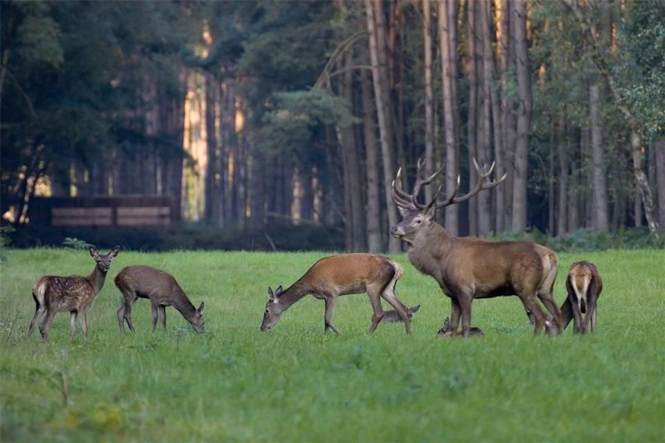Im Dämmerwald ist auch das Rotwild zu Hause.