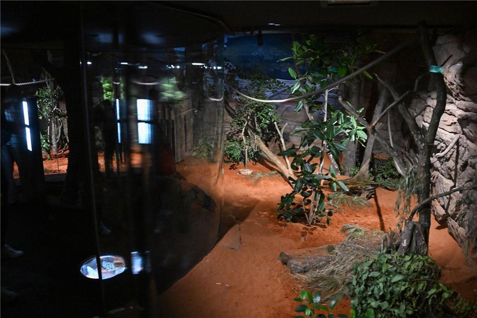 Im Dunkelbereich der Terra Australis sind nach Polizeiangaben zwei Kinder verletzt worden. (Archivbild)Bernd Weißbrod/dpa