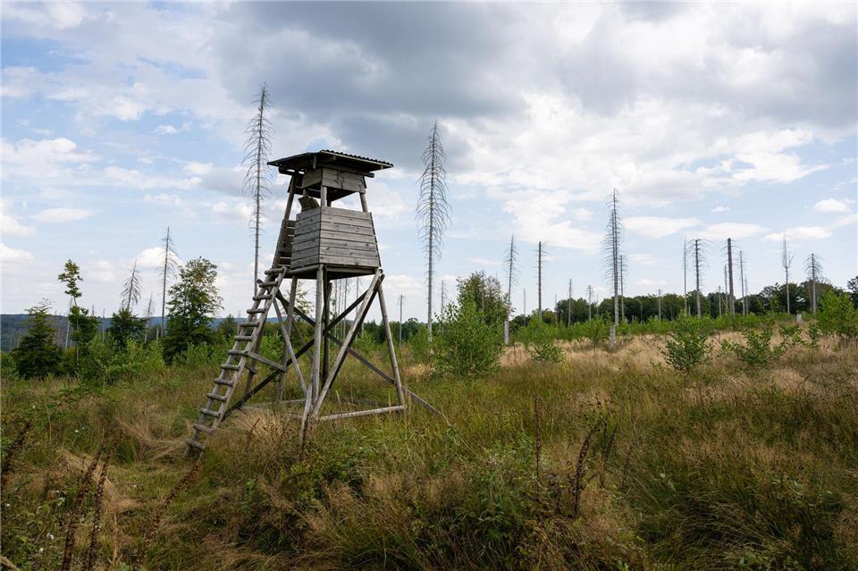 Im Eggegebirge wachsen neben abgestorbenen Fichten aber auch viele neue Baumarten. (Archivbild)Guido Kirchner/dpa